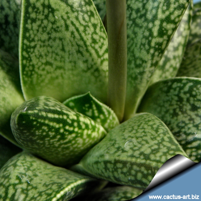 گاسترهاورتیا روزاوا